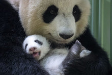 Charger l'image dans la galerie, Statue de Panda en Obsidienne Noire - P1424-